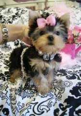 Micro Pocket Teacup Yorkie For Adoption (619) 842-7588