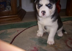 Well Trained Male and Female Siberian Husky Puppies