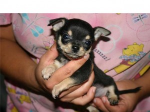 Chihuahua puppies for sale
