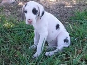 Top Quality Great Dane Puppies for ADOPTION NOW!!!!