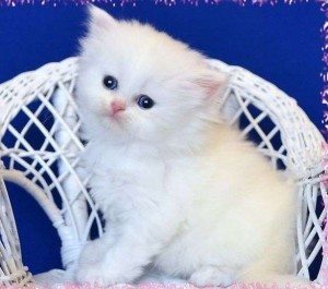 Splendid Looking Persian Kittens Ready For Valentine's Day  Adoption