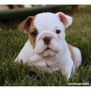 AKC Registered English Bulldog puppies For Adoption