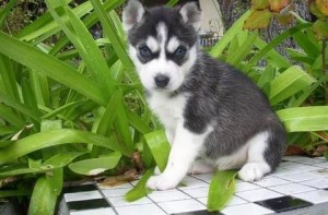 pls text 413-489-2502 for the AKC registered female Siberian Husky puppies