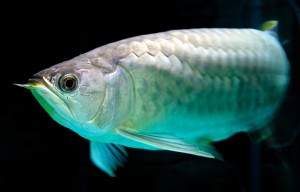 Healthy Aquarium Arowana fishes available for sale