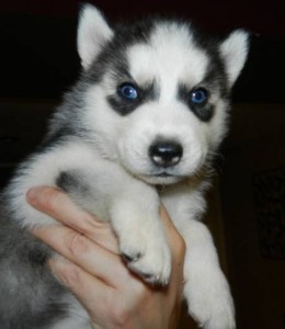 pls text 413-489-2502 for the AKC registered female Siberian Husky puppies