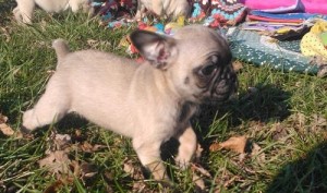 charming and lovely pug puppies for good homes!!!