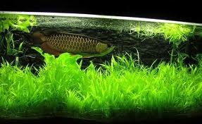 Arowana fish Available