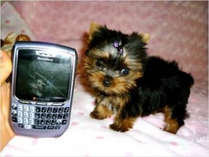 T-cup Ak c Registered Yorkie Puppies Now Available!