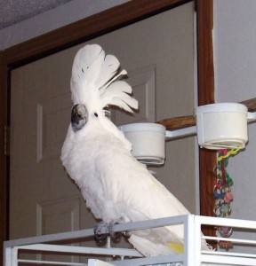 Pair Of Talking Umbrella Cockatoo Parrots and Eggs for sale