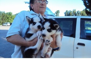 Angel Siberian Husky pups for loving home TEXT ME!! (781819-2542)