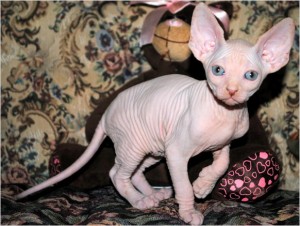 Gorgouse Sphynx Kittens, Parents from Russia. Must See!