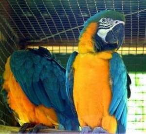 Gorgeous Tamed &amp; Talking Blue &amp; Gold Macaw