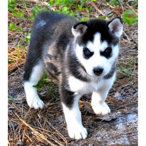 charming male and female blue eyes Siberian husky puppies text(307) 242-5405