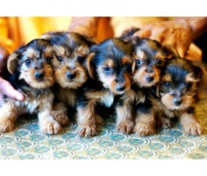 Yorkshire Terrier puppies available to go to their new homes.