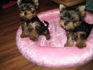 LOVELY AND ADORABLE TEACUP YORKIE PUPPIES FOR FREE ADOPTION.