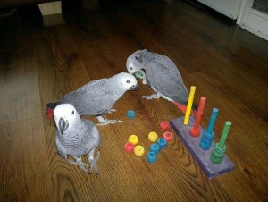 Pair Of Talking Congo African Grey and Parrot Eggs Available