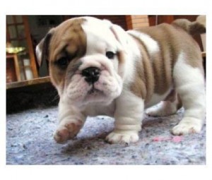 Healthy Two English Bulldog Puppies