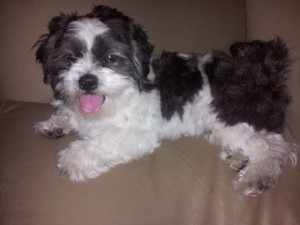PUREBRED SHI-TZU 1 Year old, neutered, good with kids &amp; dogs