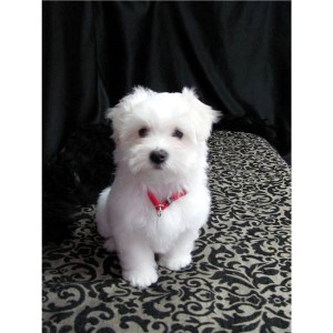 Logan is a handsome little white boy Maltese puppy looking for his new