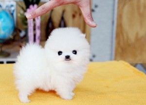 Cute and adorable pomeranian puppies for adoption