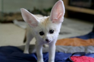 lovely and cute Fennec Fox ready to go now