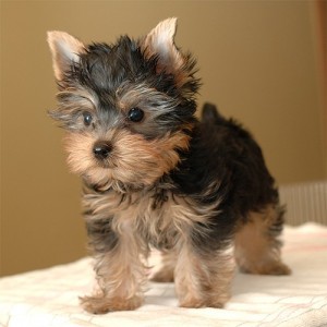 They are very healthy male and female yorkie puppies #206-888-6391
