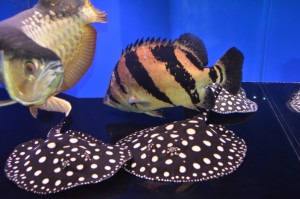 TOP QUALITY LEOPOLDI STINGRAY FISHES AVAILABLE IN A LARGE QUANTITY NOW.
