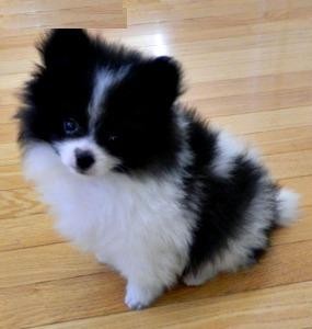 Socialized Tinny Teacup Pomeranian Puppies ready to get into any pom loving home...