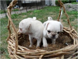 WHITE PUG PUPPIES FOR SALE