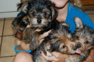 Cute Yorkie puppies for adoption