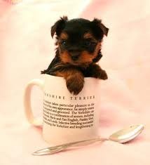 T-Cup  Yorkie puppies Text  (401) 379-8089