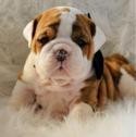 Extra Charming Male And Female English Bulldog Puppies