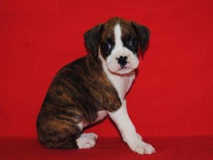 Cute Adorable AKC Registered Boxer Puppies Available
