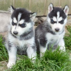 Free Siberian Husky puppies for adoption