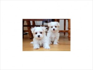 Registered Maltese Puppies For Adoption