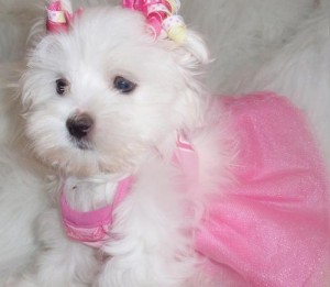 Gorgeous Maltese puppies good home//text (804) 381-0921