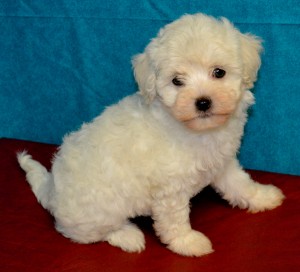 maltipoo, bichonpoo puppies for sale