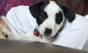 Jack Russel Puppies For A Wonderful Valentine,12 Weeks Old (male and female)