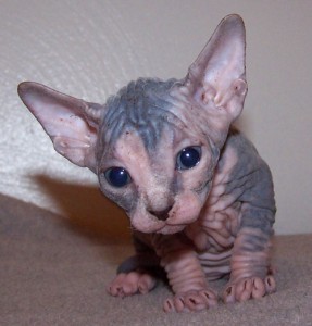 Stunning Pedigree  Happy New Year Valentines Gift Present.Male And Female Sphynx Kittens For Sale Now Ready To Go Home.