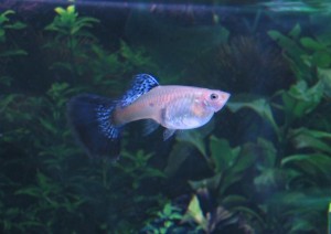 Fancy Guppies
