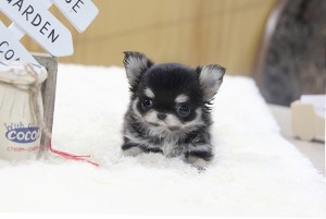 teacup longharied chihuahua puppy