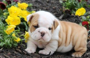 mini mini English Bulldog puppies