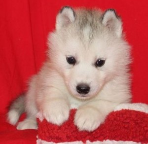 cute husky puppies for adoption