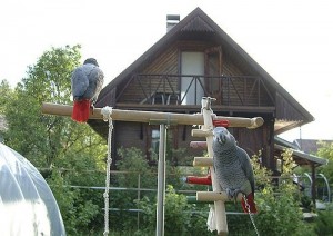lovely male and female African grey paerrots ready now