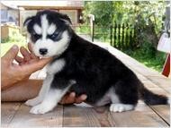 We have male and female Siberian husky puppies