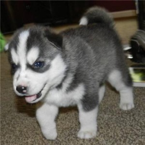 male and female siberian husky puppies for adoption
