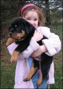 Rottweiler Puppies