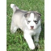 Siberian husky puppy