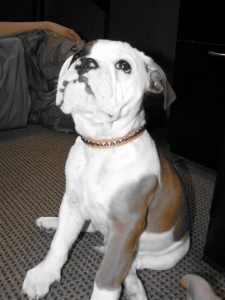 Healthy Male English Bulldog Puppies For Adoption