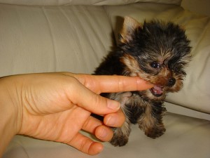 Magnificent Teacup Yorkshire Terrier puppy for the best offer